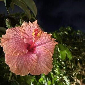 Meet your Posher, Melisa